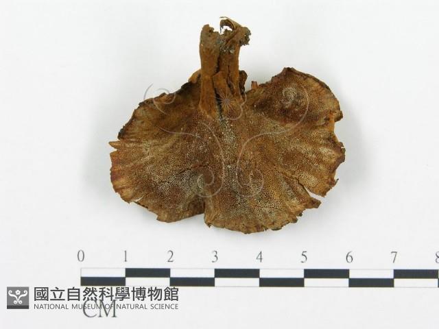 登錄號:F0018867藏品圖，第1張