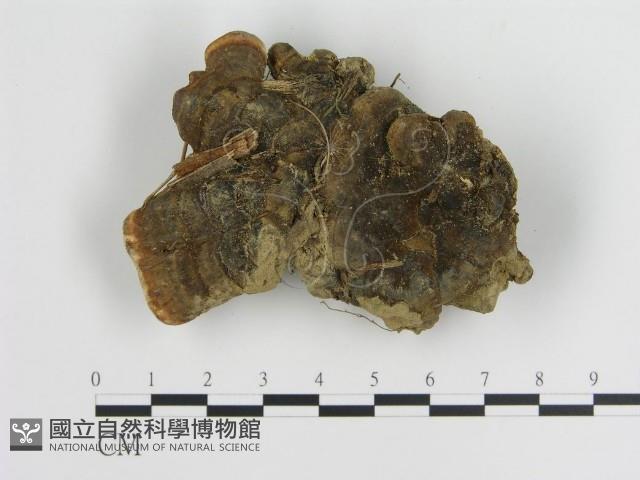 登錄號:F0010867藏品圖，第3張