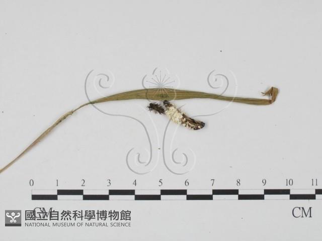 登錄號:F0016867藏品圖，第3張