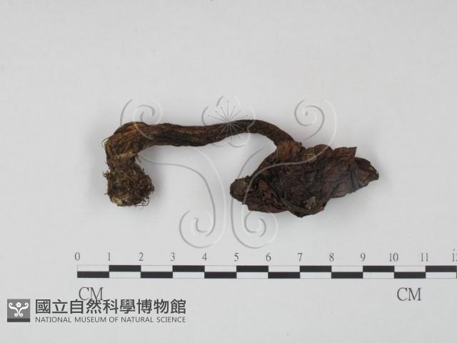 登錄號:F0021867藏品圖，第3張