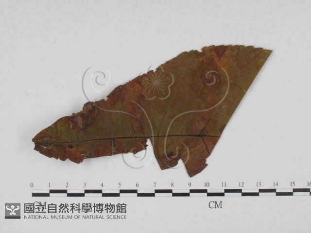 登錄號:F0011867藏品圖，第3張