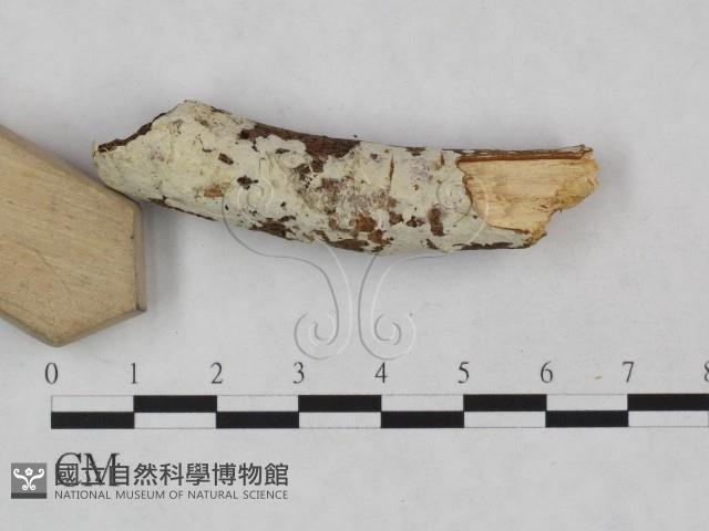 登錄號:F0024867藏品圖，第4張