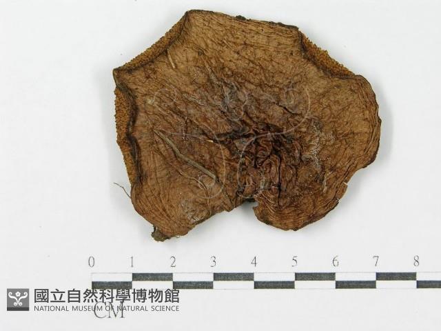 登錄號:F0004867藏品圖，第3張