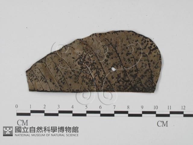 登錄號:F0012867藏品圖，第3張