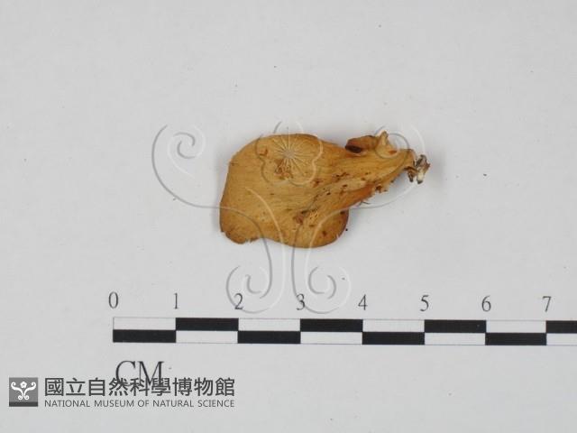 登錄號:F0017867藏品圖，第1張