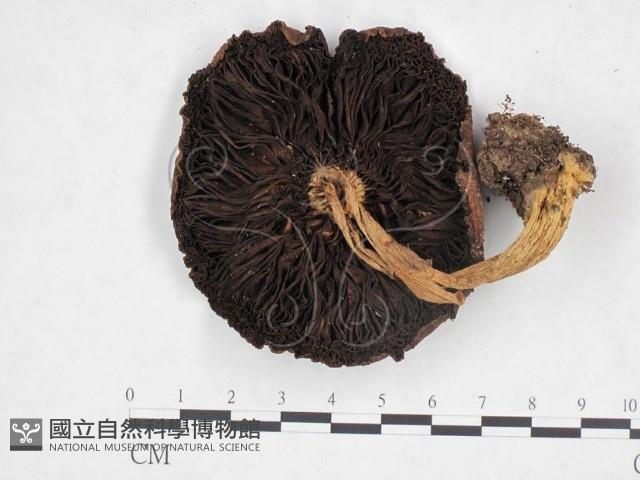 登錄號:F0025867藏品圖，第3張