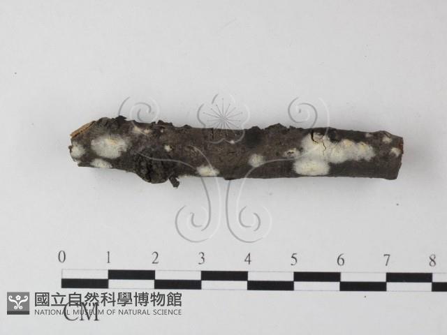 登錄號:F0023867藏品圖，第3張