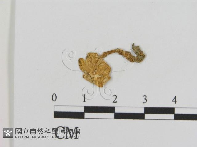 登錄號:F0010967藏品圖，第3張