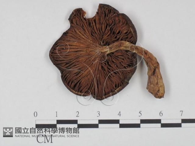 登錄號:F0021967藏品圖，第3張