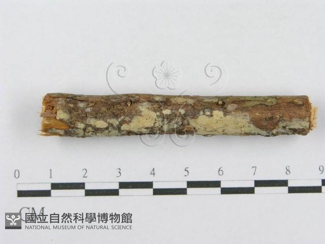 射脈菌屬藏品圖，第3張