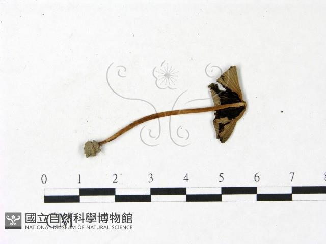鬼傘屬藏品圖，第3張