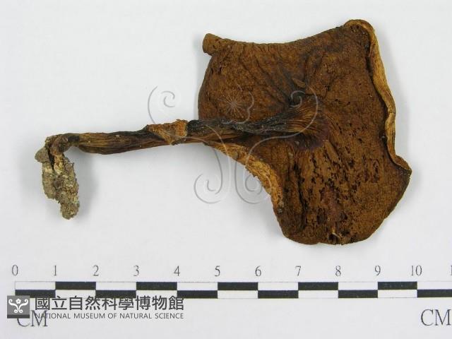 登錄號:F0012967藏品圖，第3張