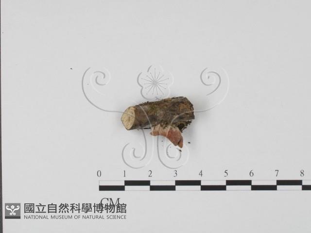 登錄號:F0017967藏品圖，第3張