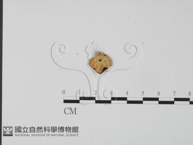 登錄號:F0005967藏品圖，第3張