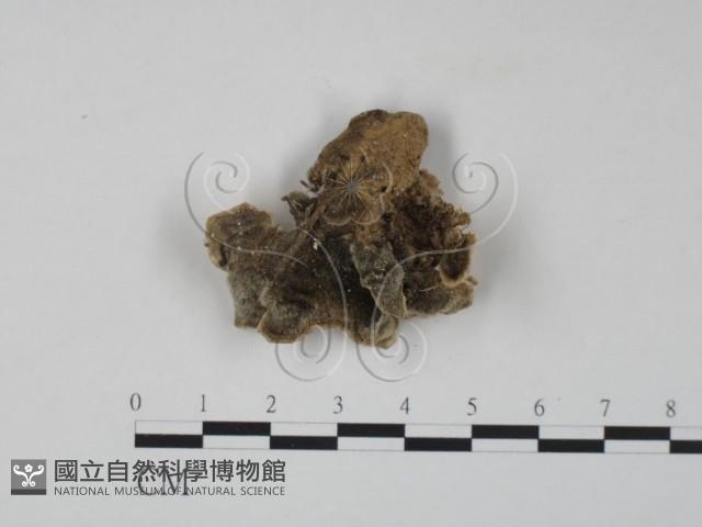雲芝藏品圖，第3張