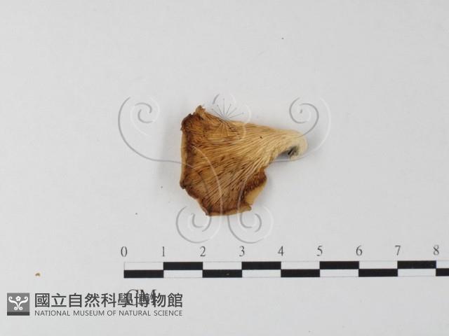登錄號:F0023967藏品圖，第3張