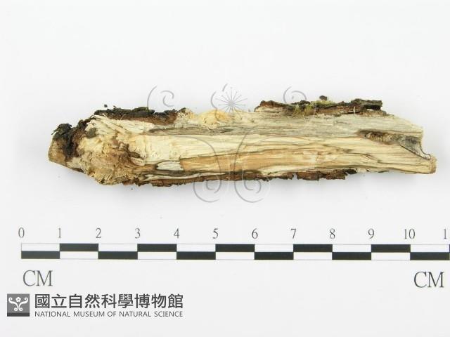 射脈菌屬藏品圖，第3張