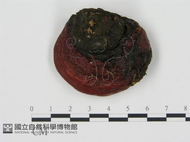 松生擬層孔菌藏品圖，第3張