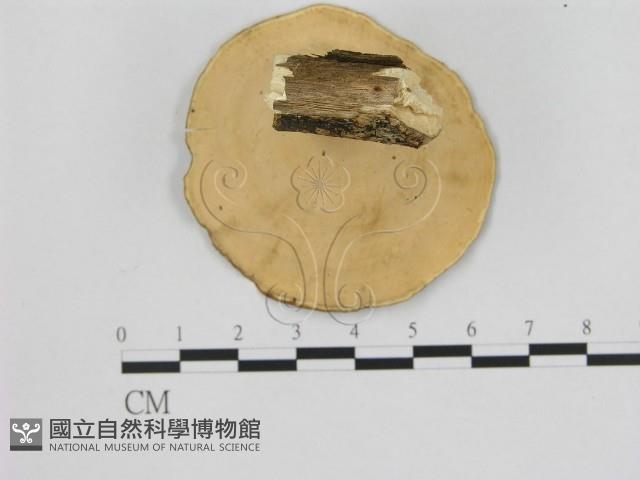黄柄小孔菌藏品圖，第3張