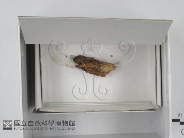 登錄號:F0018667藏品圖，第3張