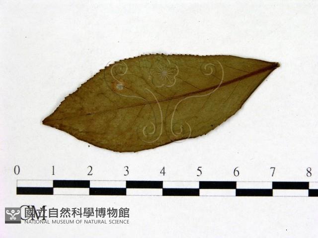 登錄號:F0020667藏品圖，第3張