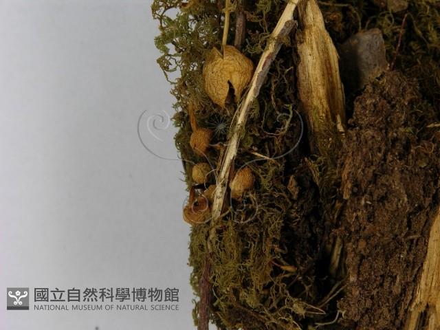 小菇屬藏品圖，第3張