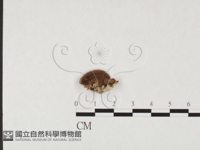 登錄號:F0026667藏品圖，第3張