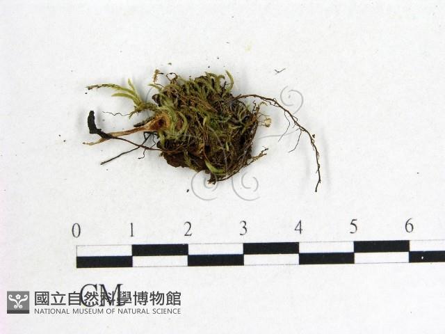 鬼傘屬藏品圖，第3張