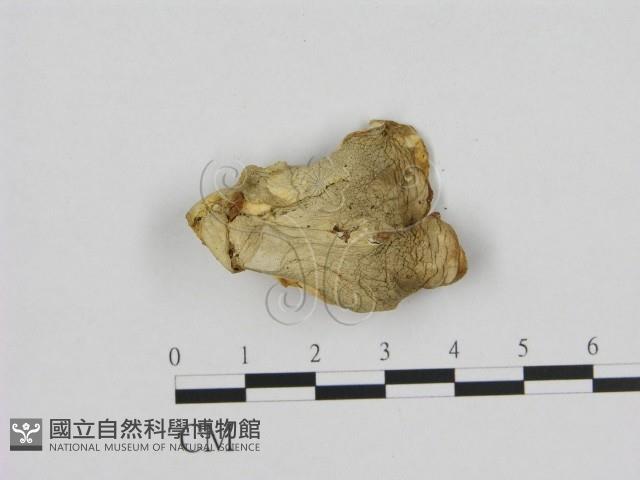 登錄號:F0012667藏品圖，第3張