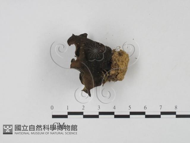 登錄號:F0007667藏品圖，第3張