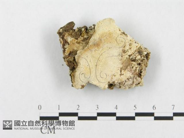 登錄號:F0017667藏品圖，第1張