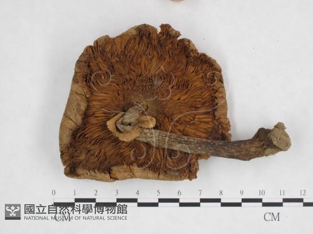 登錄號:F0025667藏品圖，第3張