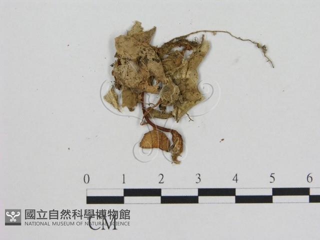 小菇屬藏品圖，第3張