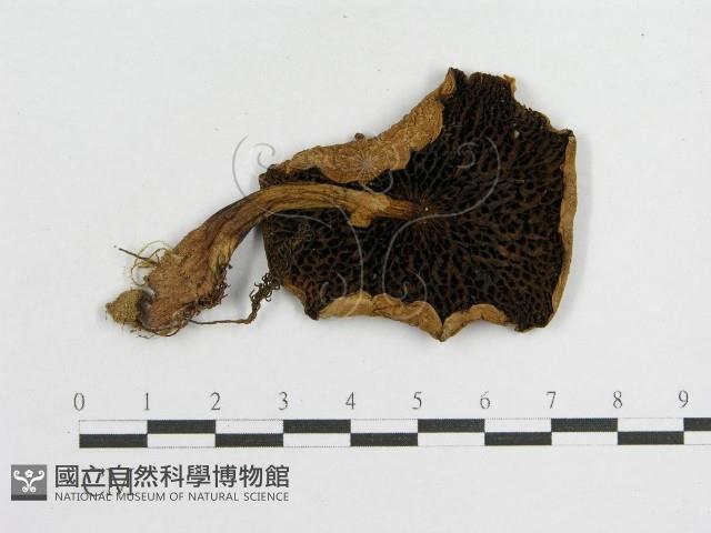 登錄號:F0009667藏品圖，第3張