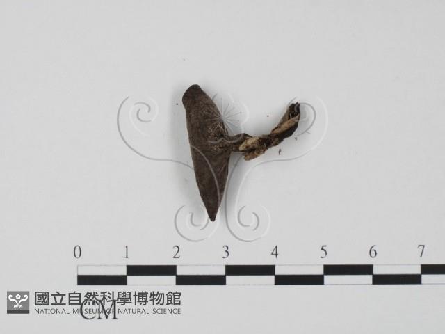 登錄號:F0019667藏品圖，第3張