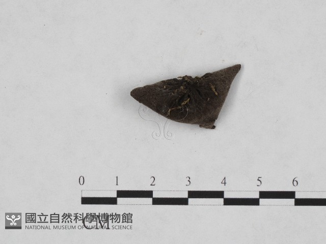 登錄號:F0003667藏品圖，第3張