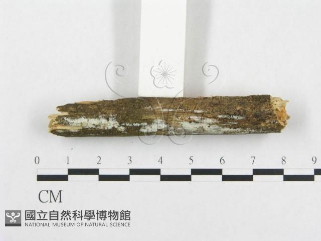 骨皮菌屬藏品圖，第3張