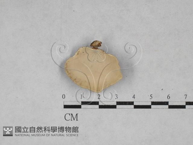 相鄰小孔菌藏品圖，第3張