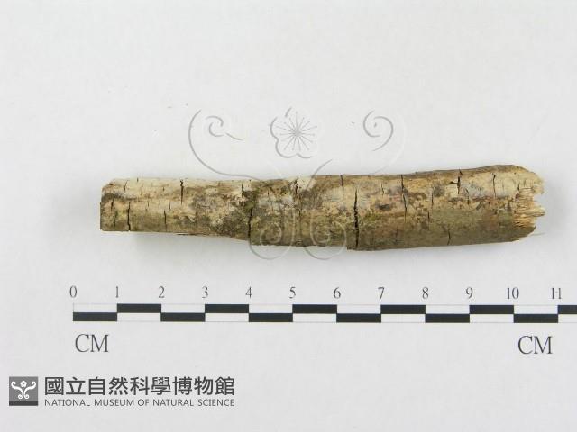 樹脂殼菌屬藏品圖，第3張