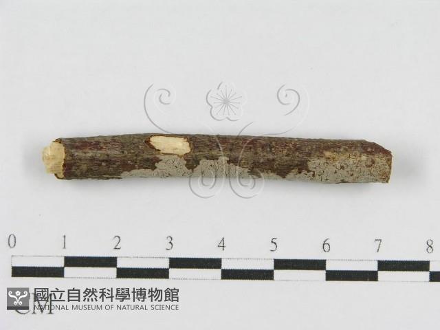 登錄號:F0010467藏品圖，第3張