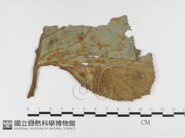 登錄號:F0026467藏品圖，第1張