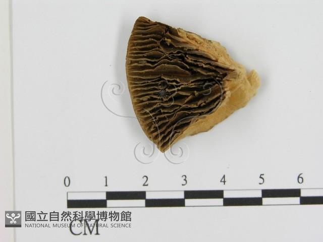 登錄號:F0016467藏品圖，第3張