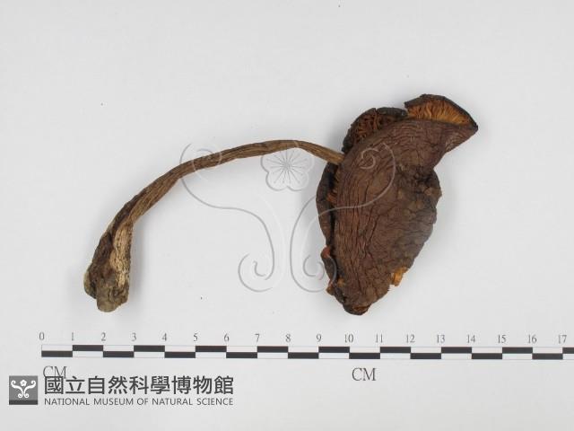 登錄號:F0024467藏品圖，第3張