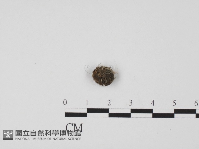 登錄號:F0004467藏品圖，第3張