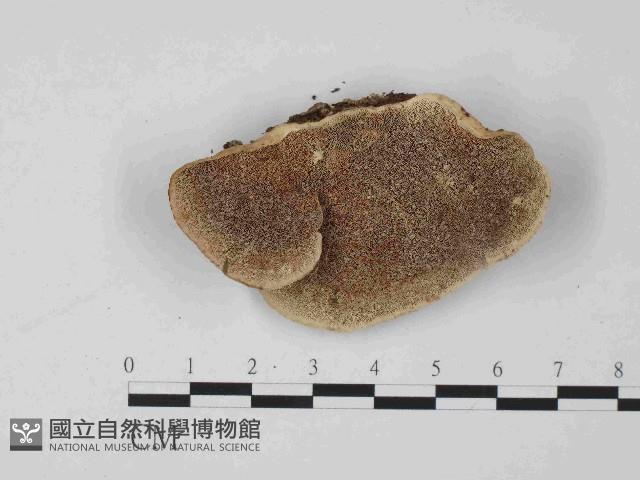 登錄號:F0014467藏品圖，第3張