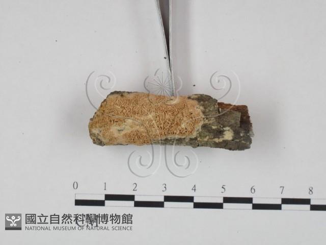 登錄號:F0002467藏品圖，第3張