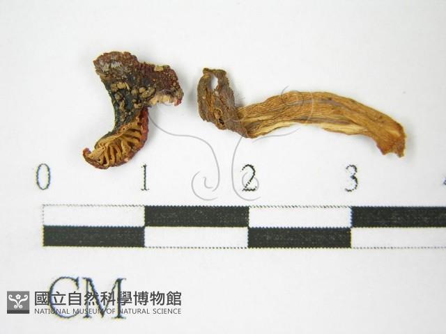 登錄號:F0007467藏品圖，第3張