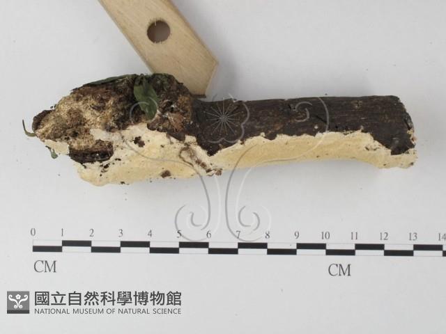 齒耳菌屬藏品圖，第3張
