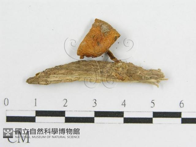 登錄號:F0005467藏品圖，第3張