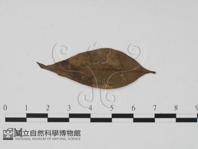 登錄號:F0019467藏品圖，第3張